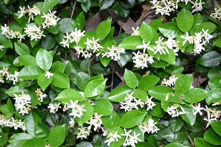 Fiori di gelsomino siciliano