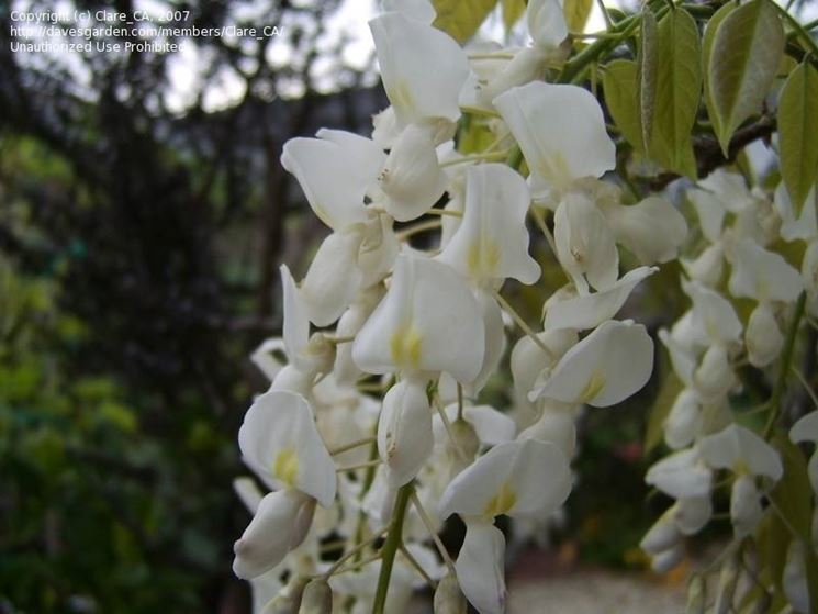 Glicine bianco in piena fioritura