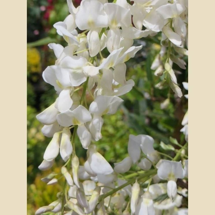 Fiori di glicine bianco