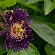 Fiore della Passiflora