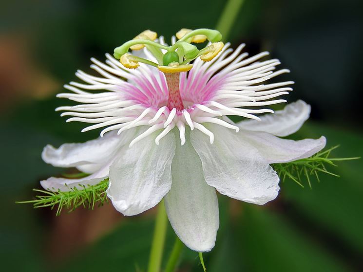 Passiflora dal fiore bianco