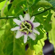 passiflora edulis