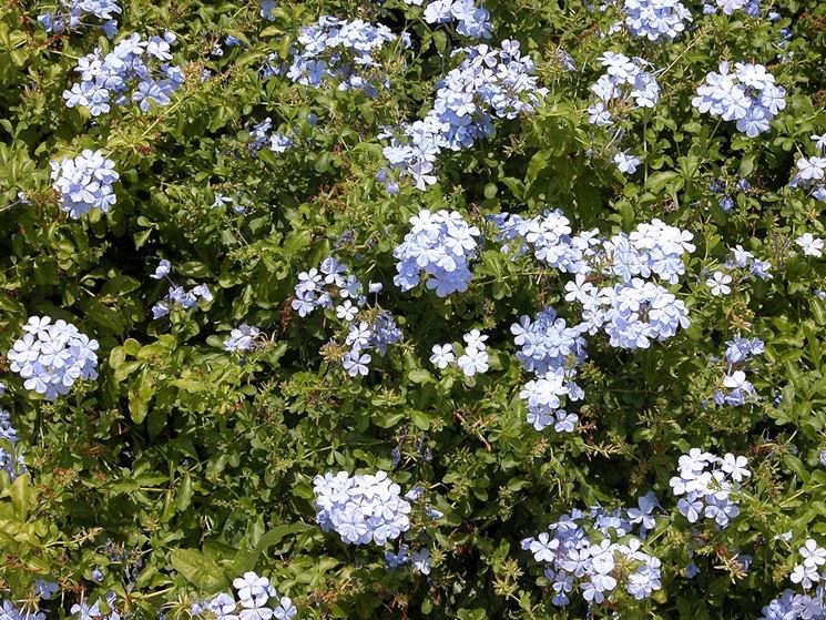 Plumbago Capensis Rampicanti Caratteristiche Del Plumbago Capensis Plumbago Capensis Rampicanti Caratteristiche Del Plumbago Capensis