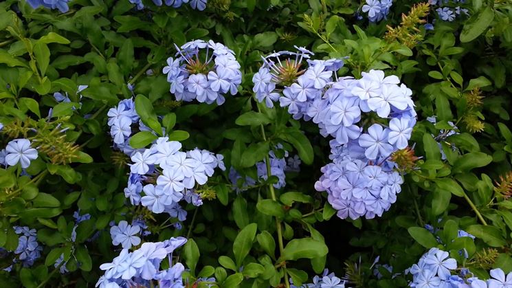 Plumbago Capensis Rampicanti Caratteristiche Del Plumbago Capensis Plumbago Capensis Rampicanti Caratteristiche Del Plumbago Capensis