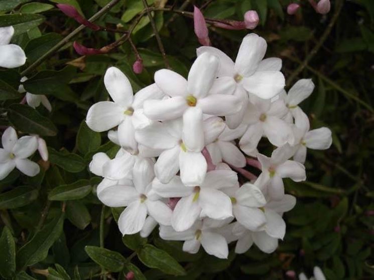 Un esempio di fiori di gelsomino