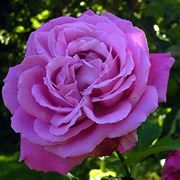 rosa marie louise