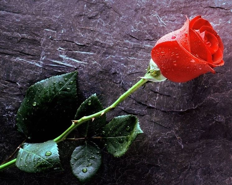 Una bellissima rosa rossa