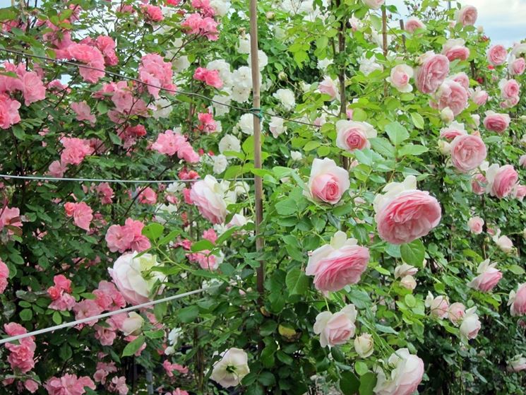 Bellissime rose rampicanti