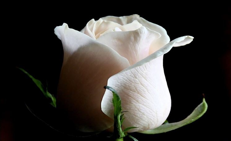 immagine di rosa bianca