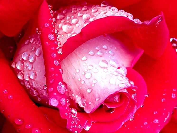 immagine di rosa bellissima