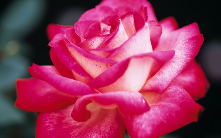 immagine di rosa rosa