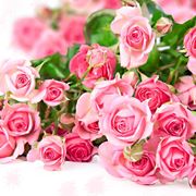 immagini di raffinate rose rosa