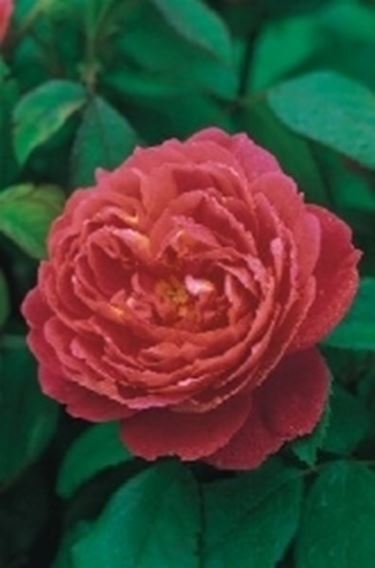 rosa inglese