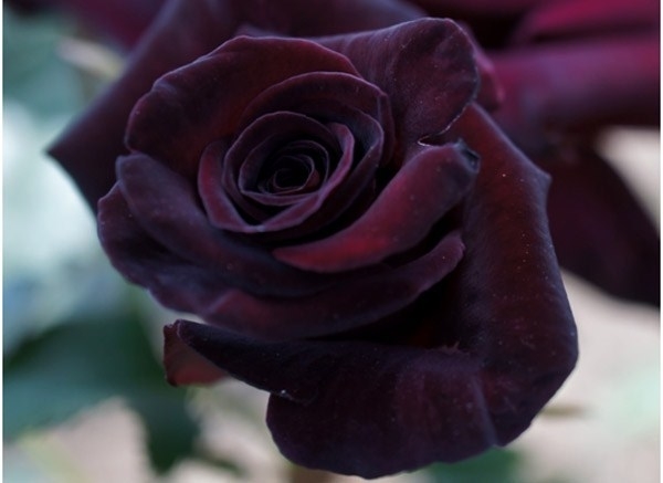Bracciale Ovale In Argento 925 Con Bocciolo Di Rosa Vero Conservato In Resina – Regalo In Scatola Nera