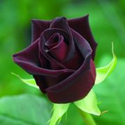 Il fiore della rosa