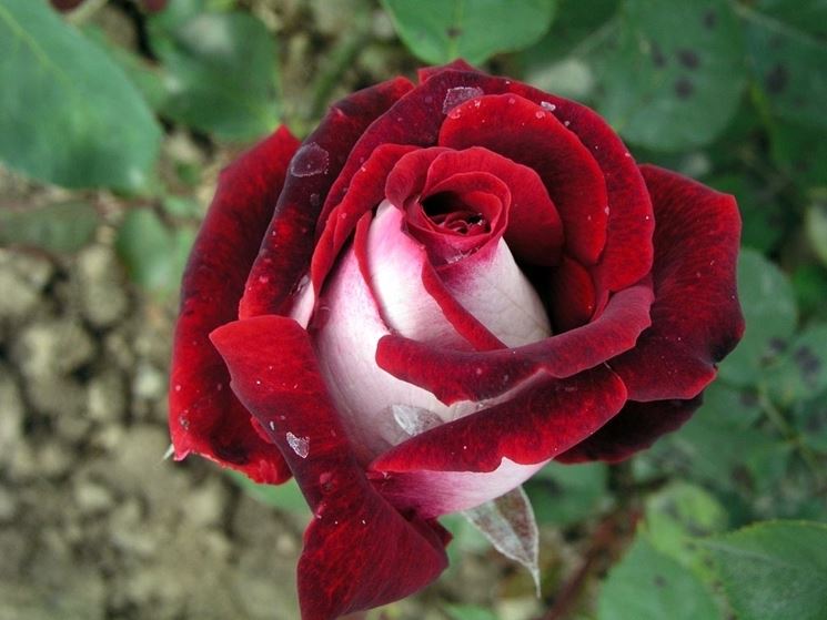 Rosa variegata
