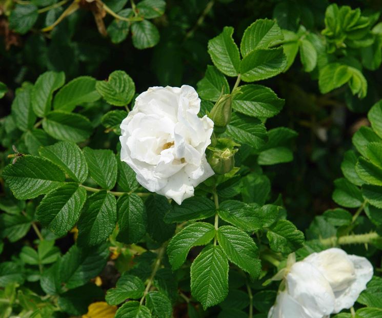 rosa rugosa bianca