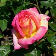 rose rosa antico