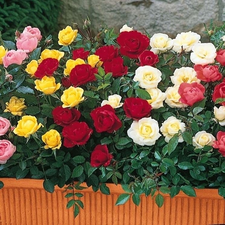 1:12 SCALA 22cm STRISCIA DI ROSE ROSSE tumdee Casa delle Bambole Accessorio Giardino di fiori 
