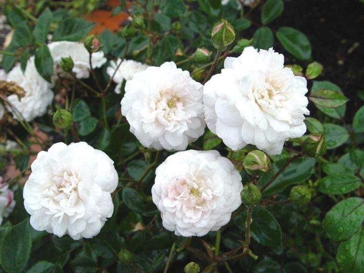 rosellina bianca