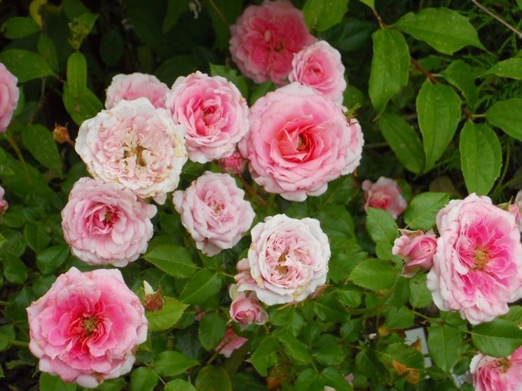 roselline rosa