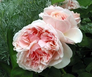Rosa antica