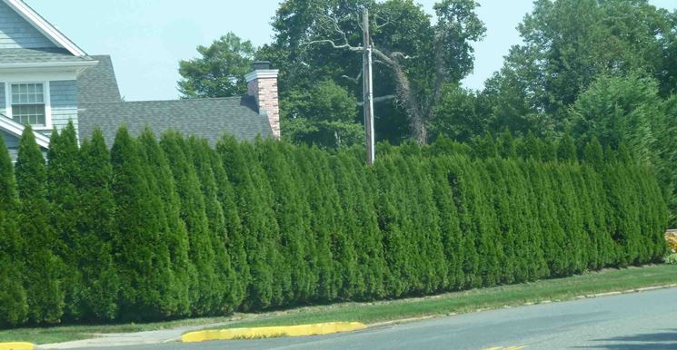 Bella siepe di Thuja emerald