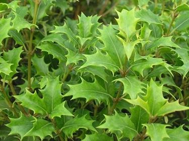 Osmanthus Ilicifolius, dalle caratteristiche foglie 