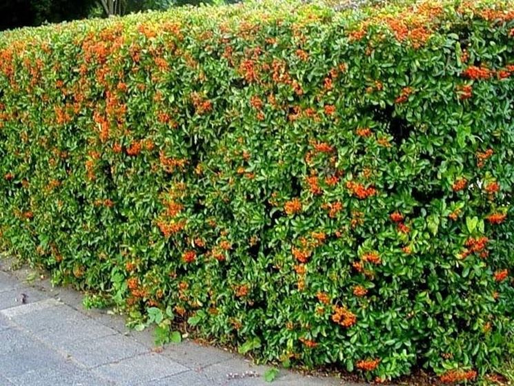 Un esempio di siepe di pyracantha con bacche colorate