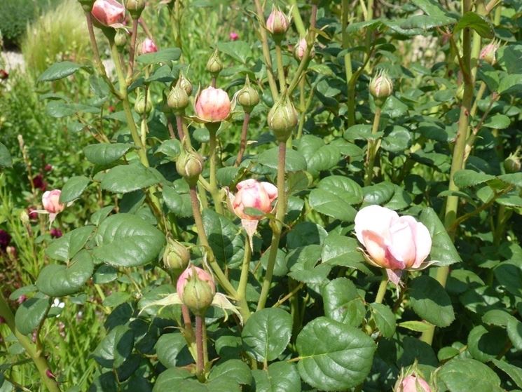 Bellissimi boccioli della varietà di rose da siepe Queen of Sweden