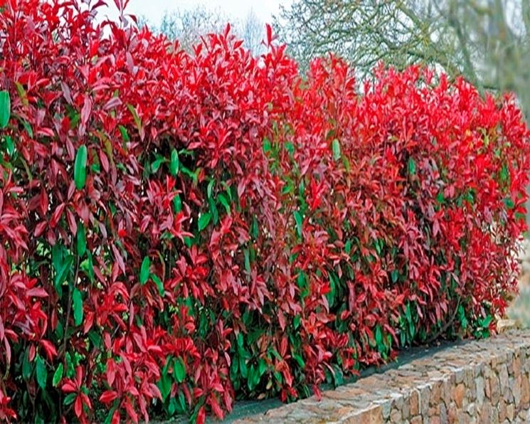 photinia red robin