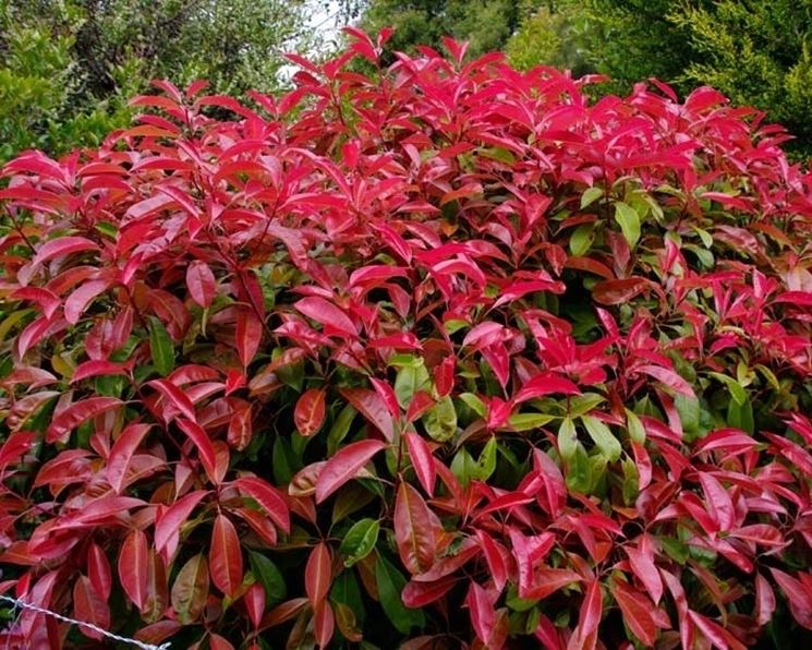 siepe photinia rossa e verde