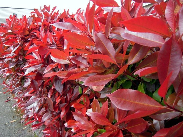 foglie rosse photinia