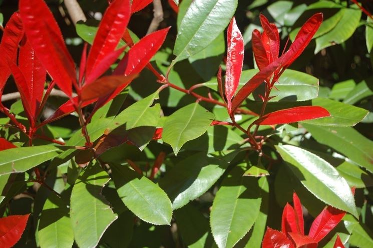 rare foglie rosse siepe photinia