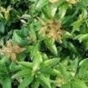 chiodi di garofano pianta