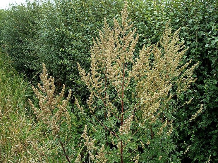 Artemisia Vulgaris