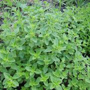 origano selvatico