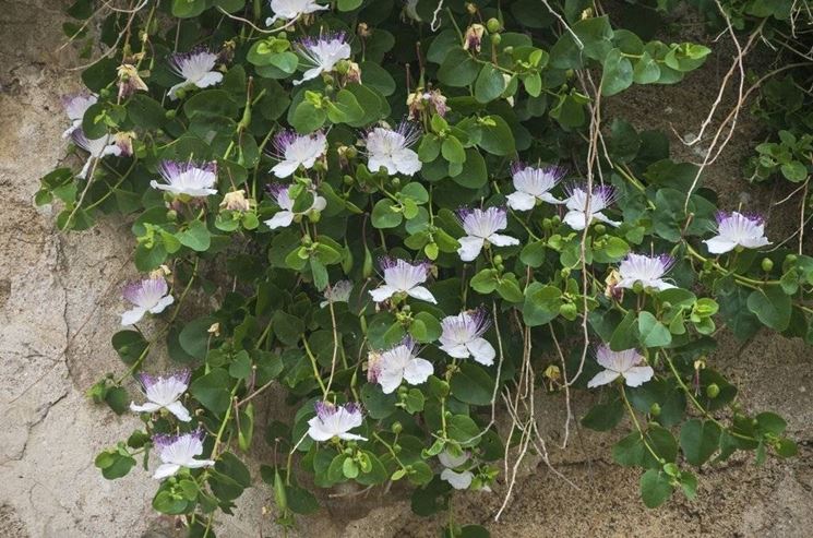 Pianta di Cappero in fiore