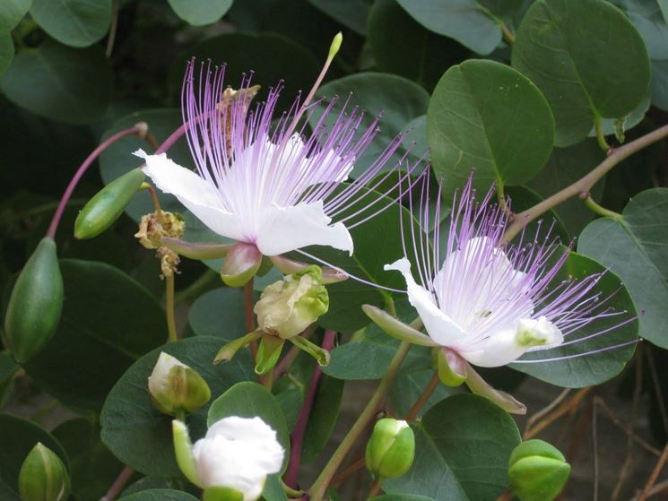 Fiore del Cappero