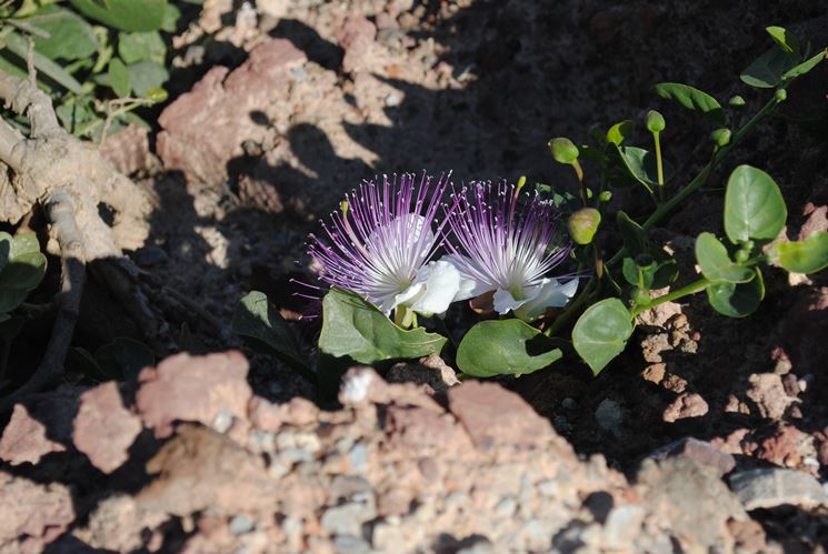 Pianta di Capperi in fiore