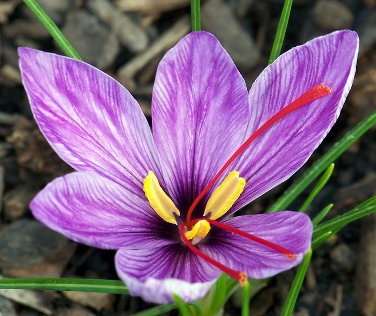 Fiore di crocus con stimmi