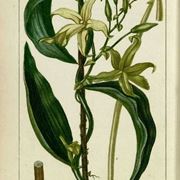 pianta vaniglia