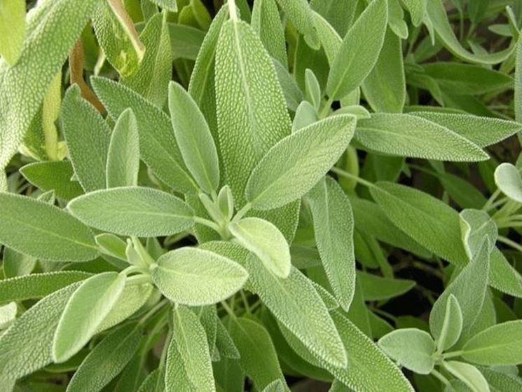 salvia officinalis