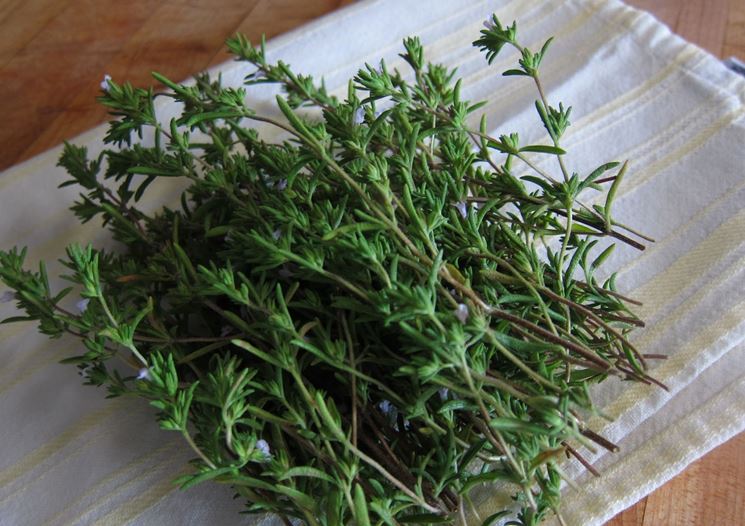 Santoreggia Aromatiche Come Coltivare La Santoreggia
