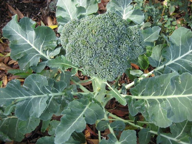 Una testa di broccolo