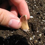 piantare aglio