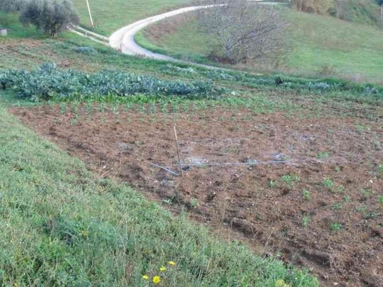 Terreno preparato per la semina