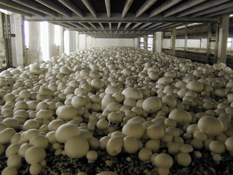 Coltivazione funghi champignon in serra