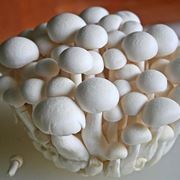 coltivazione funghi champignon