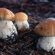 Esemplari di Boletus Edulis nel sottobosco